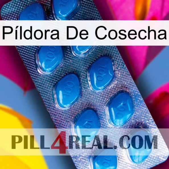 Píldora De Cosecha viagra1.jpg